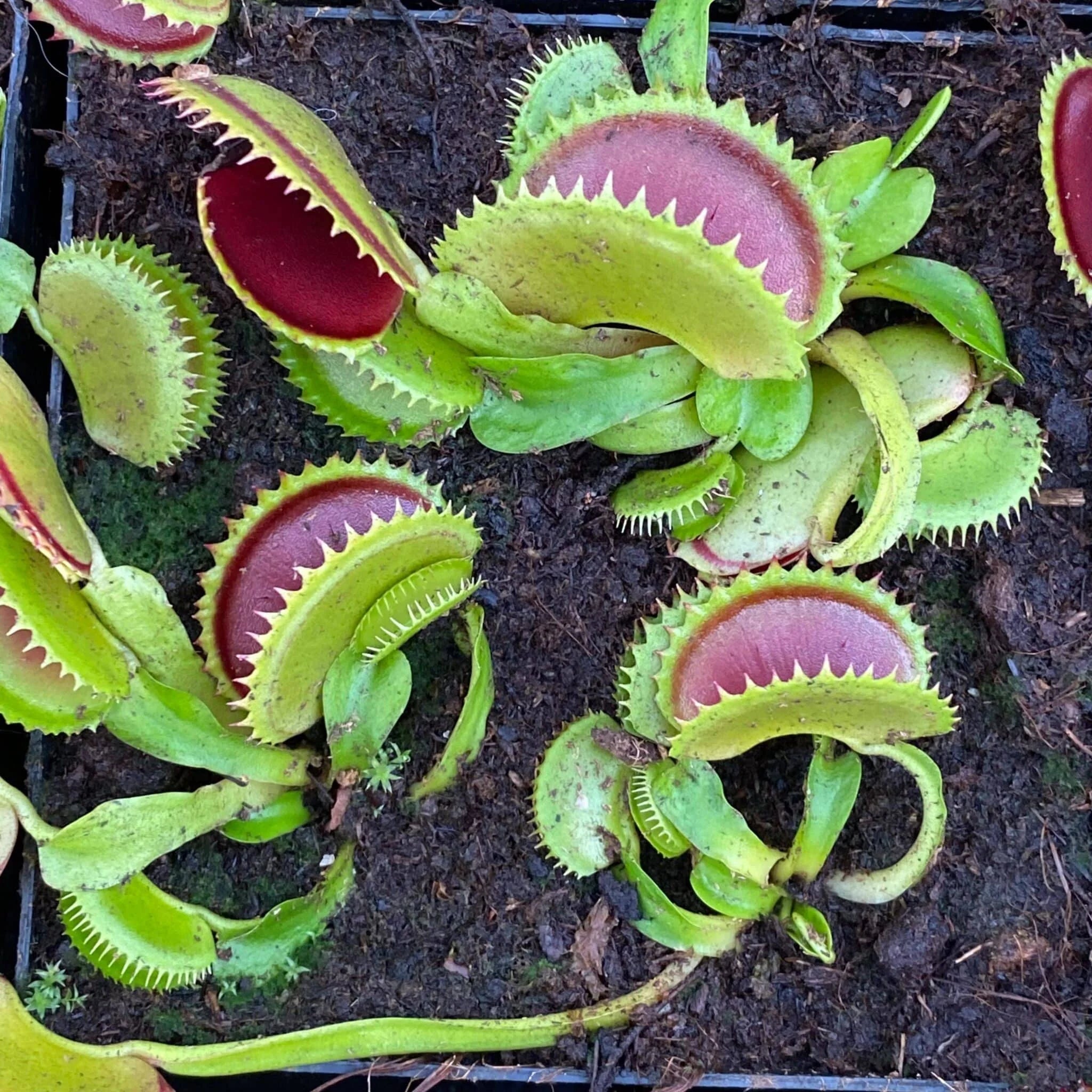 Dionaea muscipula „Big Dracula“ 大森食虫植物農園