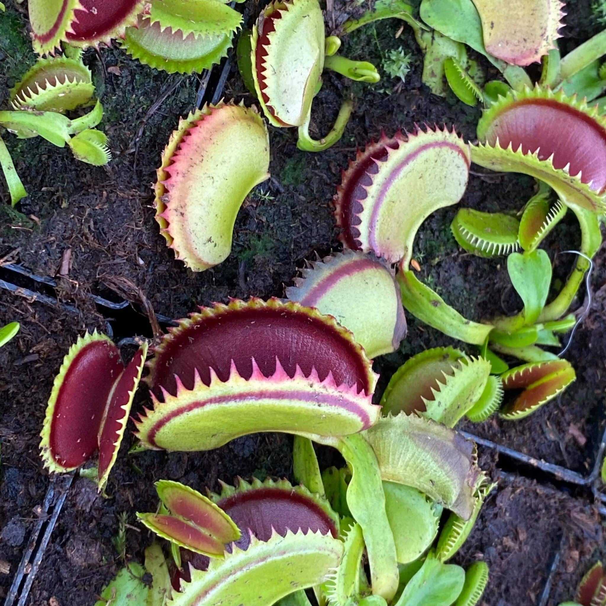 Dionaea muscipula „Big Dracula“ 大森食虫植物農園