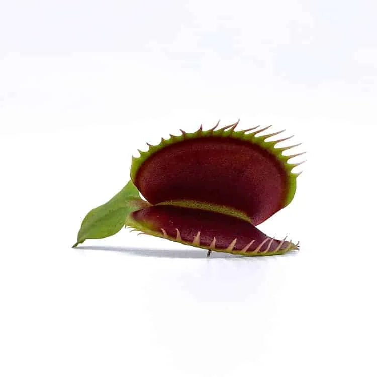 Dionaea muscipula “Big Teeth Red Giant“ 大森食虫植物農園