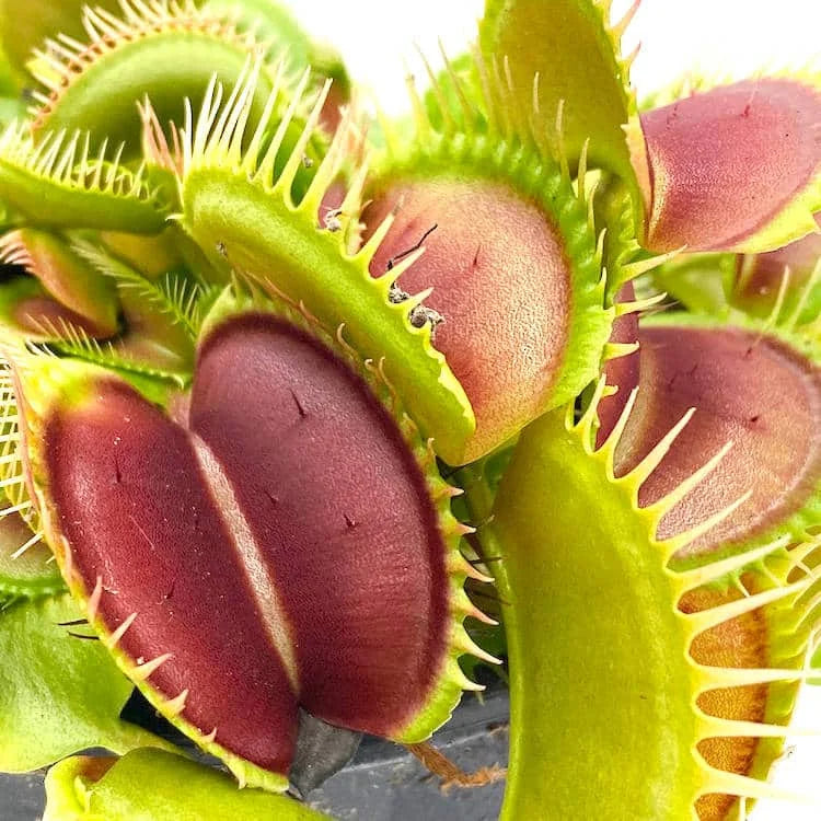 Dionaea muscipula “Big Teeth Red Giant“ 大森食虫植物農園