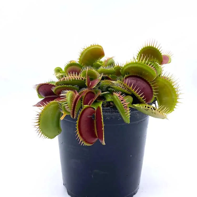 Dionaea muscipula „Big Teeth Red Giant“ 大森食虫植物農園