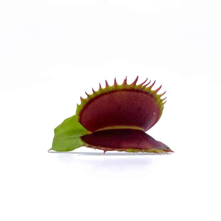 Dionaea muscipula „Bimbo“ 大森食虫植物農園