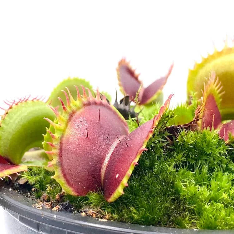 Dionaea muscipula „Bimbo“ 大森食虫植物農園