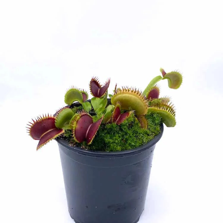 Dionaea muscipula „Bimbo“ 大森食虫植物農園