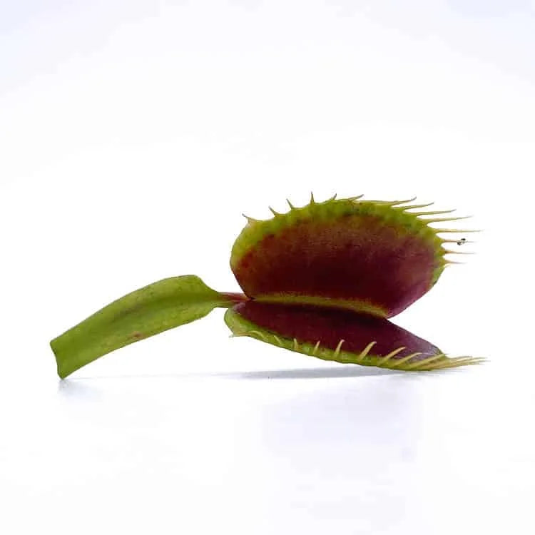 Dionaea muscipula „Blezers Giant Form Dm 06“ 大森食虫植物農園