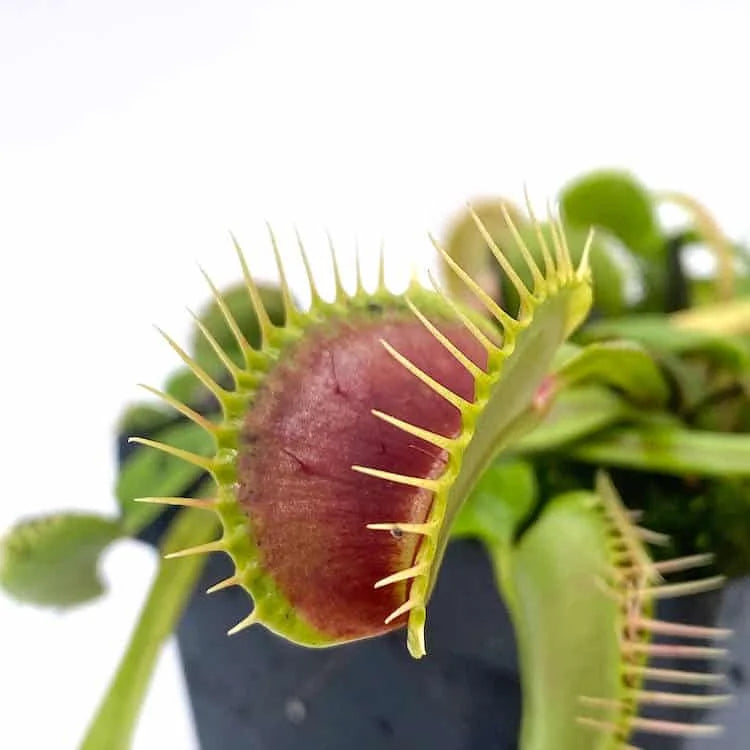 Dionaea muscipula „Blezers Giant Form Dm 06“ 大森食虫植物農園