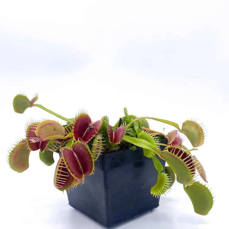 Dionaea muscipula „Blezers Giant Form Dm 06“ 大森食虫植物農園