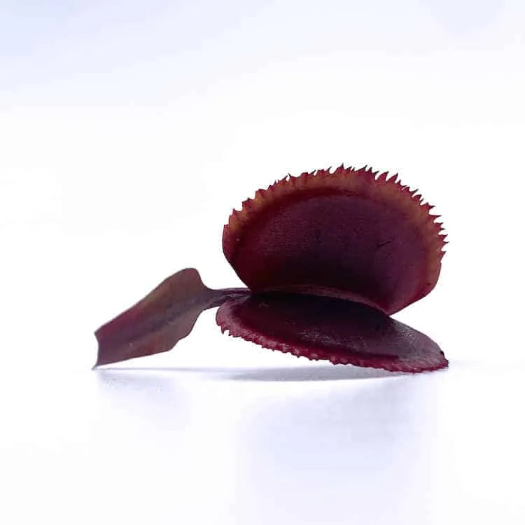 Dionaea muscipula „Bohemian Garnet“ (Red Sawtooth) 大森食虫植物農園