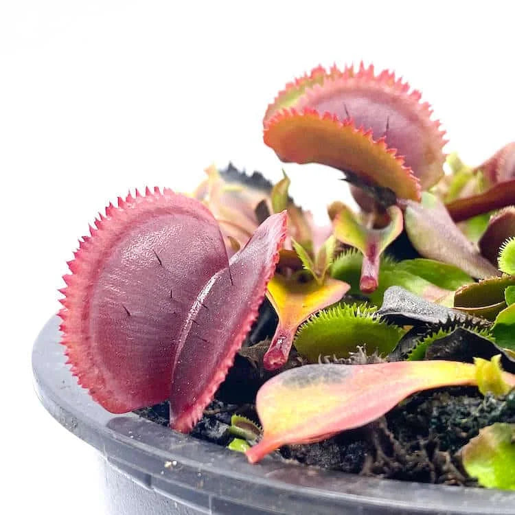 Dionaea muscipula „Bohemian Garnet“ (Red Sawtooth) 大森食虫植物農園