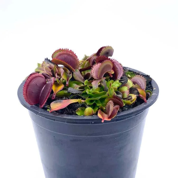 Dionaea muscipula „Bohemian Garnet“ (Red Sawtooth) 大森食虫植物農園