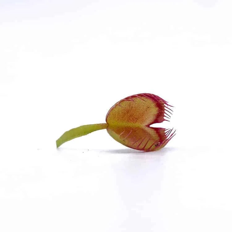 Dionaea muscipula „Booman’s mutant“ 大森食虫植物農園