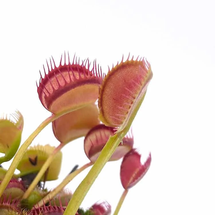 Dionaea muscipula „Booman’s mutant“ 大森食虫植物農園