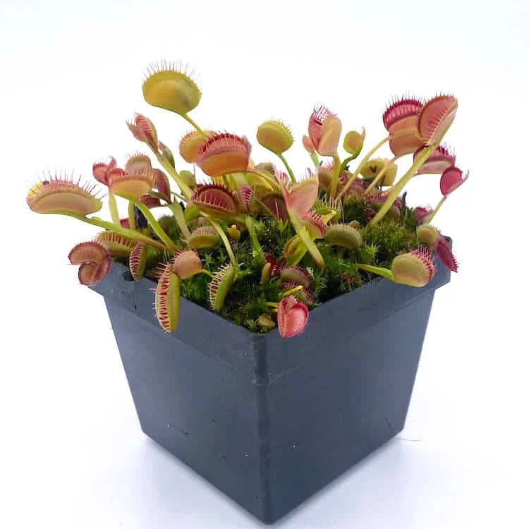 Dionaea muscipula „Booman’s mutant“ 大森食虫植物農園