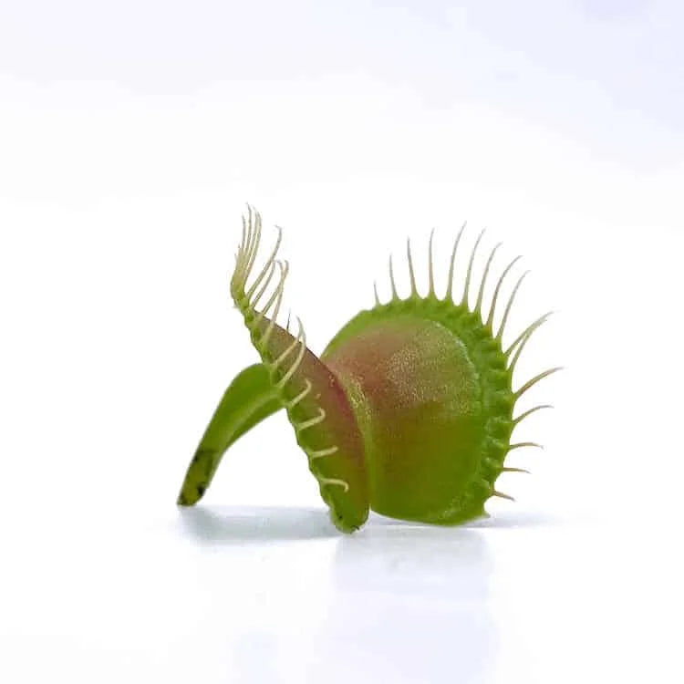 Dionaea muscipula „Burbanks Best“ 大森食虫植物農園
