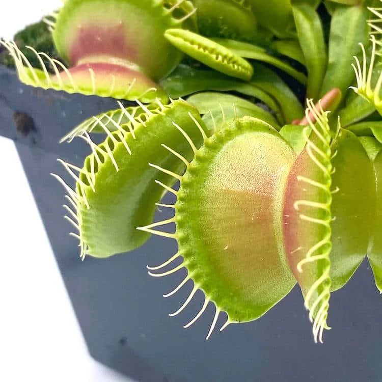 Dionaea muscipula „Burbanks Best“ 大森食虫植物農園