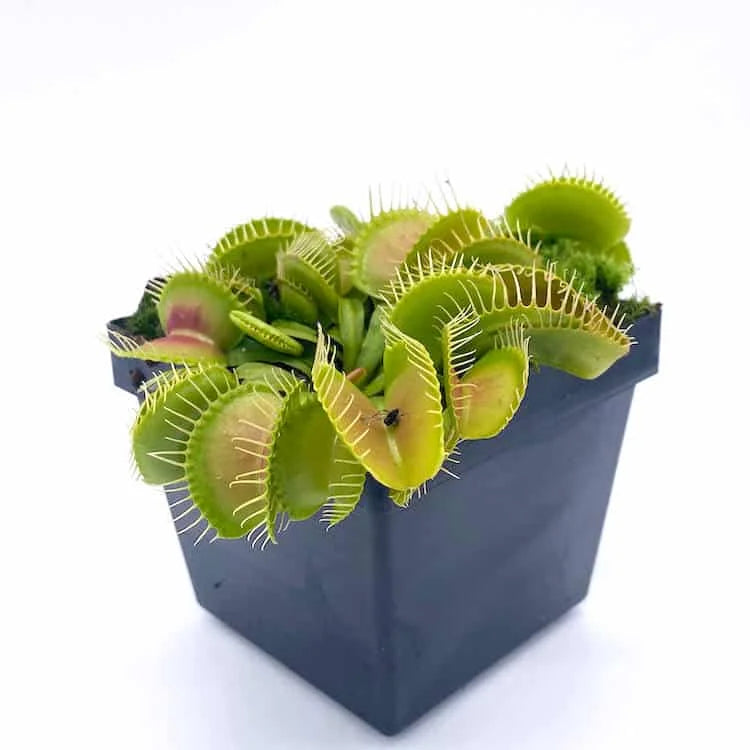 Dionaea muscipula „Burbanks Best“ 大森食虫植物農園