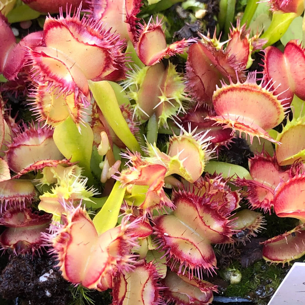 Dionaea muscipula „CK Biohazard 1″ﾠ 大森食虫植物農園