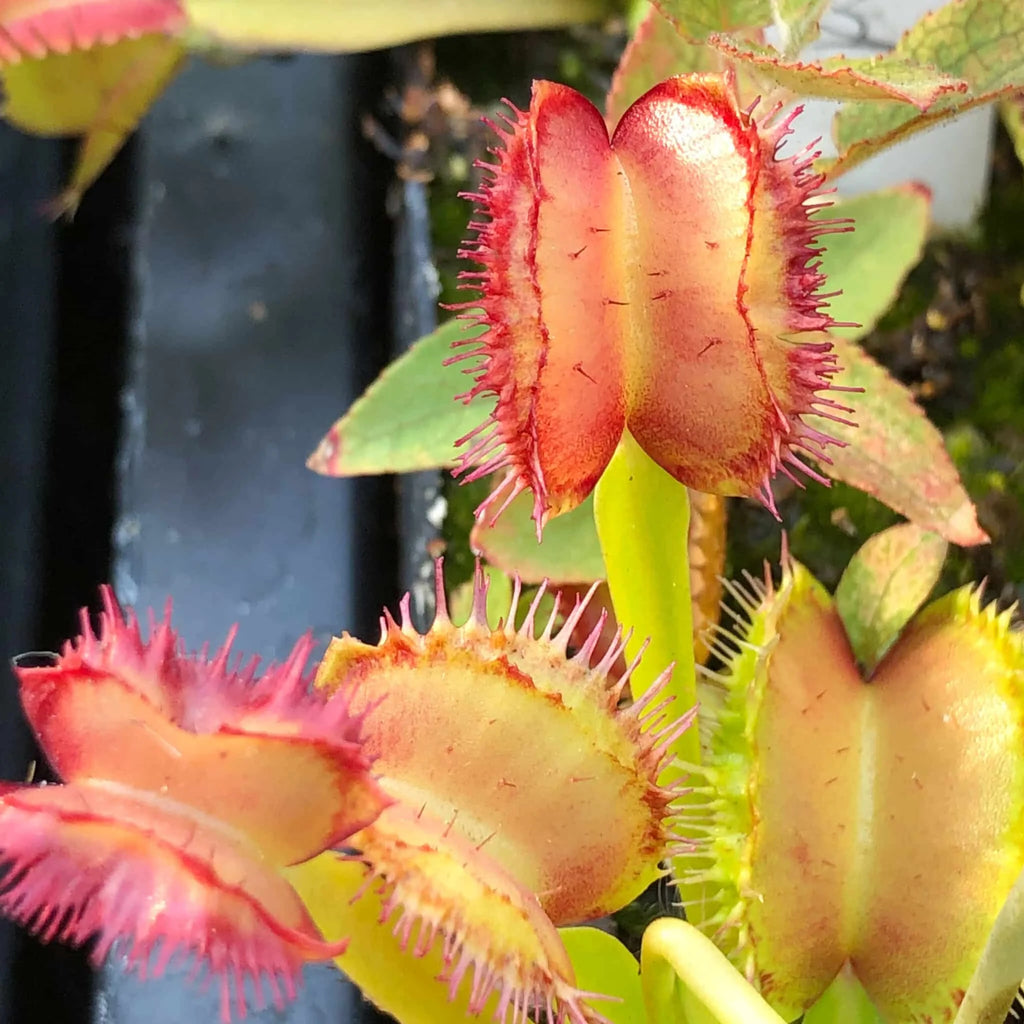 Dionaea muscipula „CK Biohazard 1″ﾠ 大森食虫植物農園