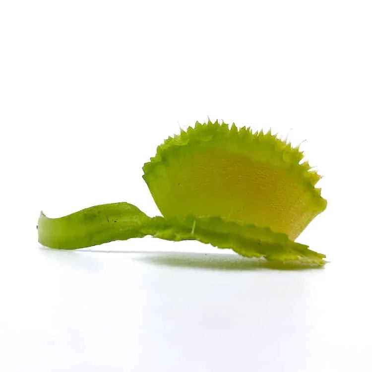Dionaea muscipula “CK Biohazard 2“ 大森食虫植物農園