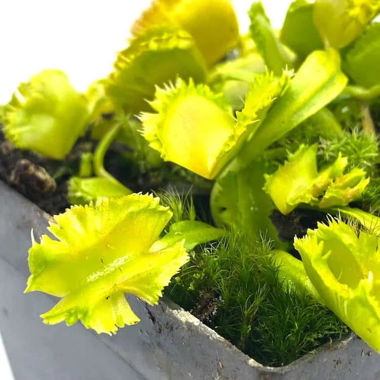 Dionaea muscipula „CK Biohazard 2″ﾠ 大森食虫植物農園