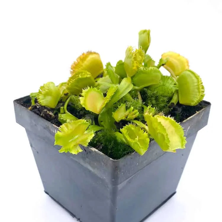 Dionaea muscipula „CK Biohazard 2″ﾠ 大森食虫植物農園