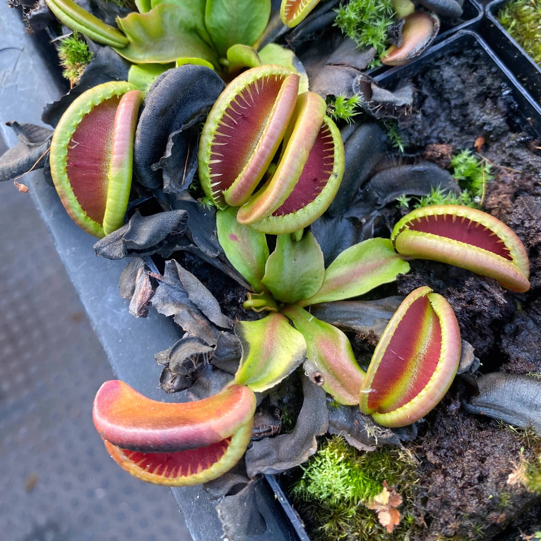Dionaea muscipula „CK Botox Lips“ 大森食虫植物農園