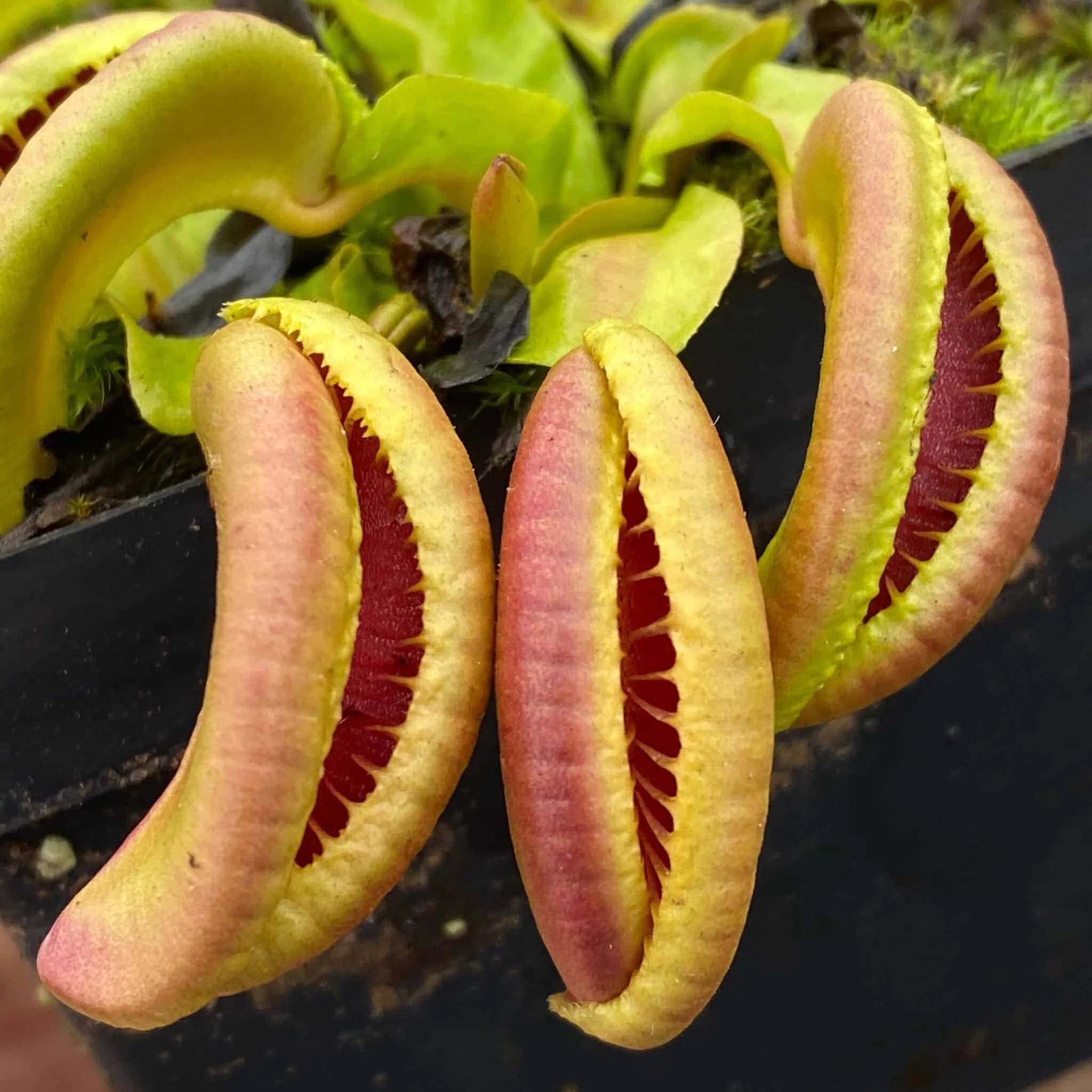 Dionaea muscipula “CK Botox Lips“ 大森食虫植物農園