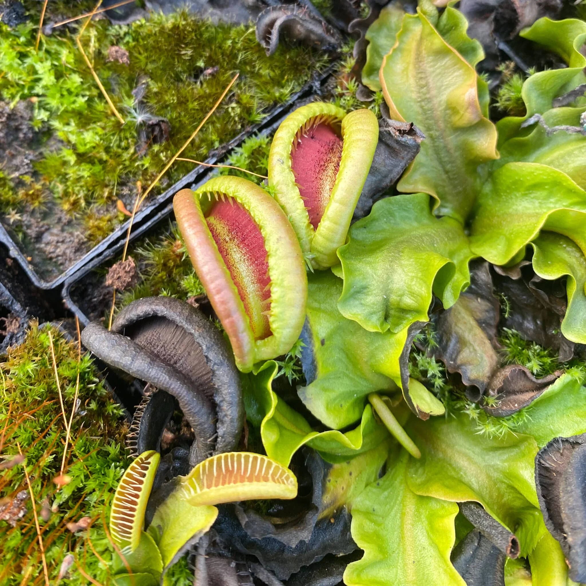 Dionaea muscipula „CK Botox Lips“ 大森食虫植物農園