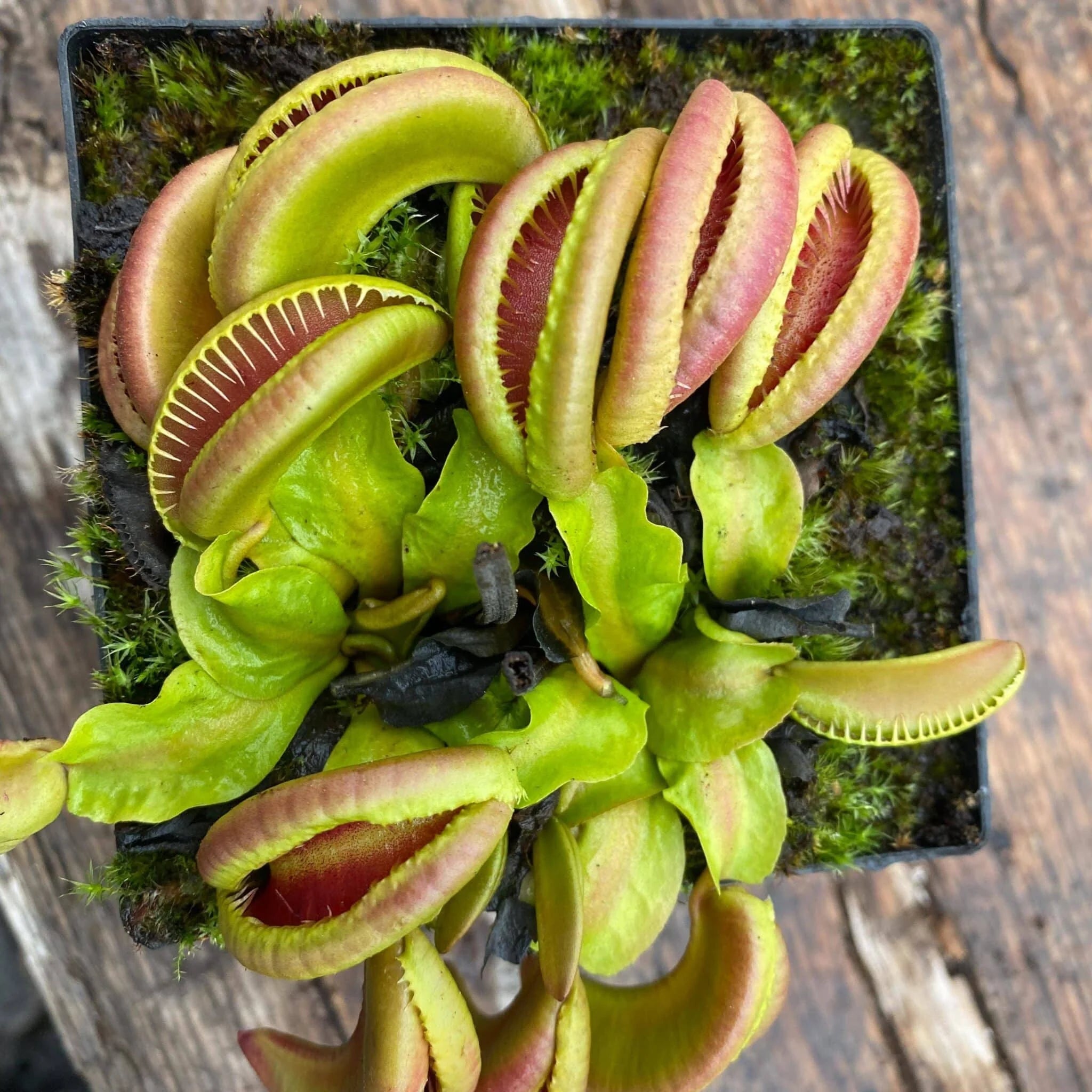 Dionaea muscipula „CK Botox Lips“ 大森食虫植物農園