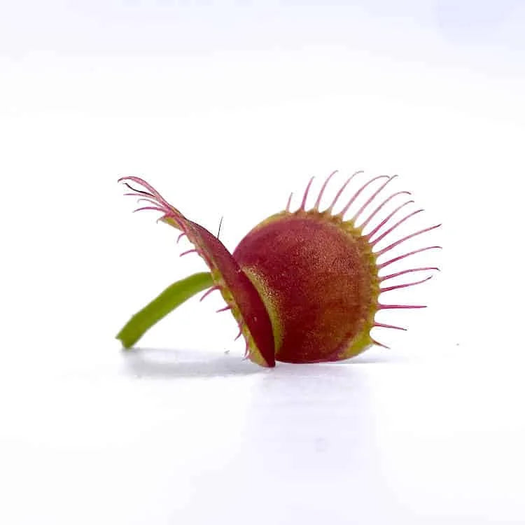 Dionaea muscipula „CK Cross Teeth“ 大森食虫植物農園
