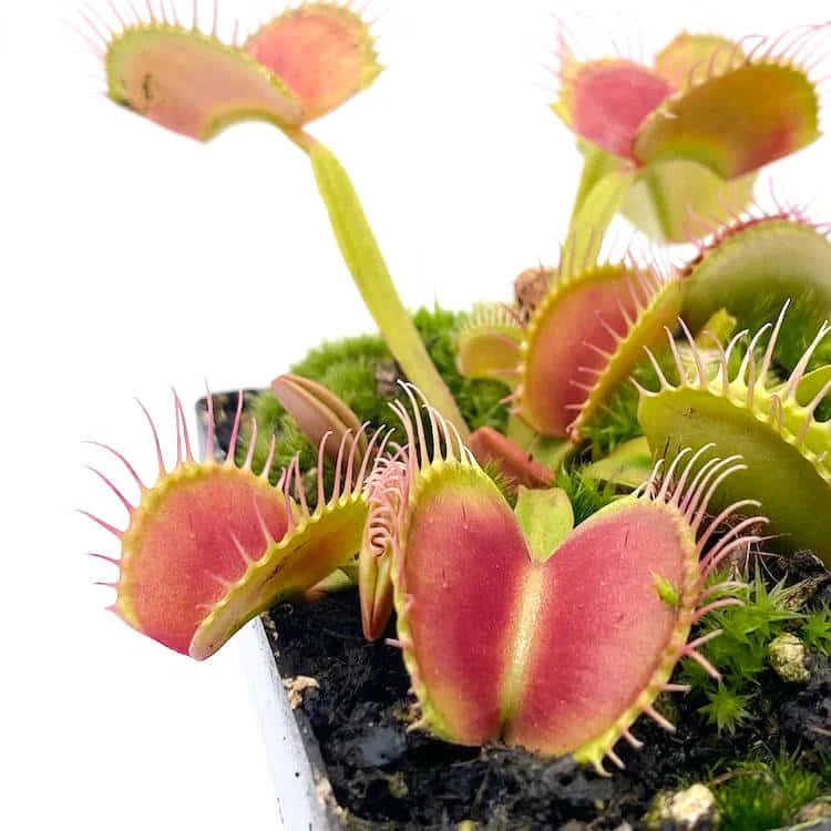 Dionaea muscipula „CK Cross Teeth“ 大森食虫植物農園