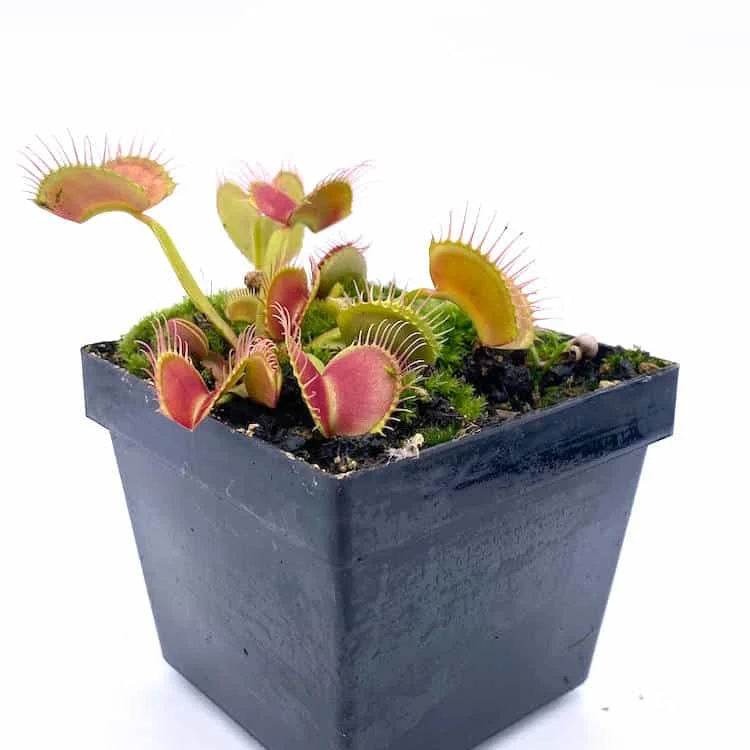 Dionaea muscipula „CK Cross Teeth“ 大森食虫植物農園