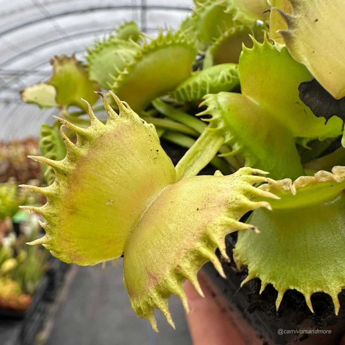 Dionaea muscipula „CK Crown of Thorns“ 大森食虫植物農園