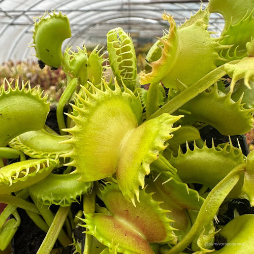 Dionaea muscipula „CK Crown of Thorns“ 大森食虫植物農園