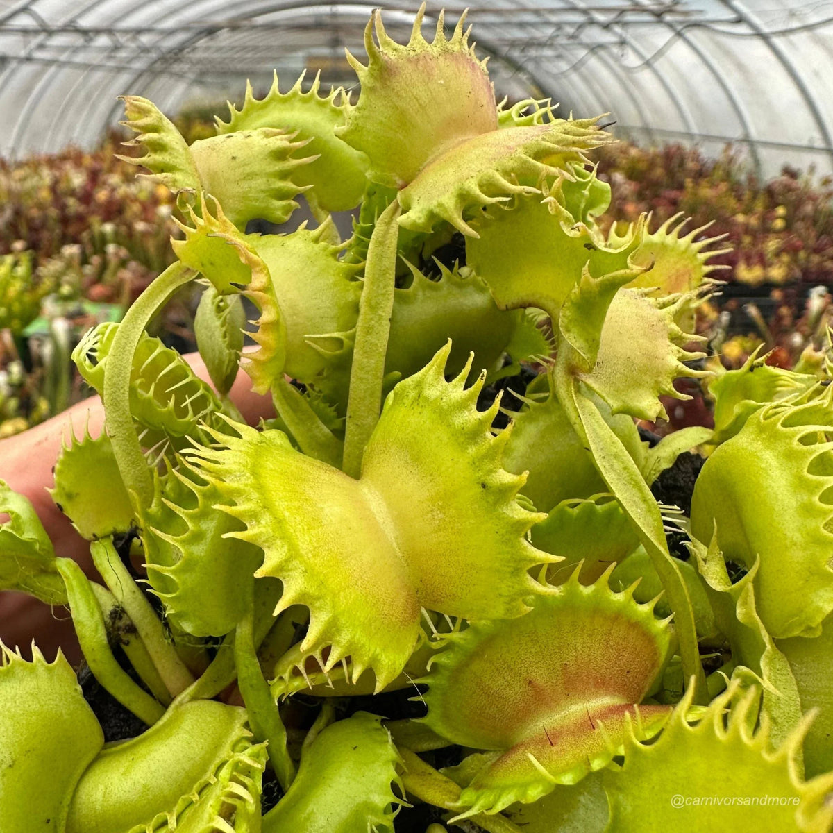 Dionaea muscipula „CK Crown of Thorns“ 大森食虫植物農園