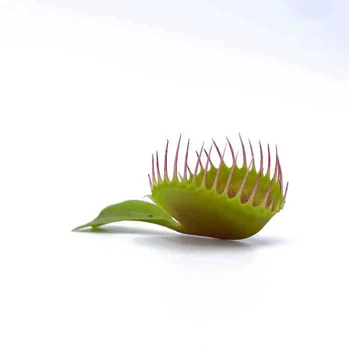 Dionaea muscipula „CK Cup Trap New Clone“ 大森食虫植物農園