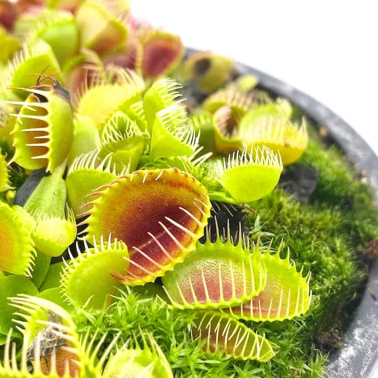 Dionaea muscipula „CK Cup Trap New Clone“ 大森食虫植物農園