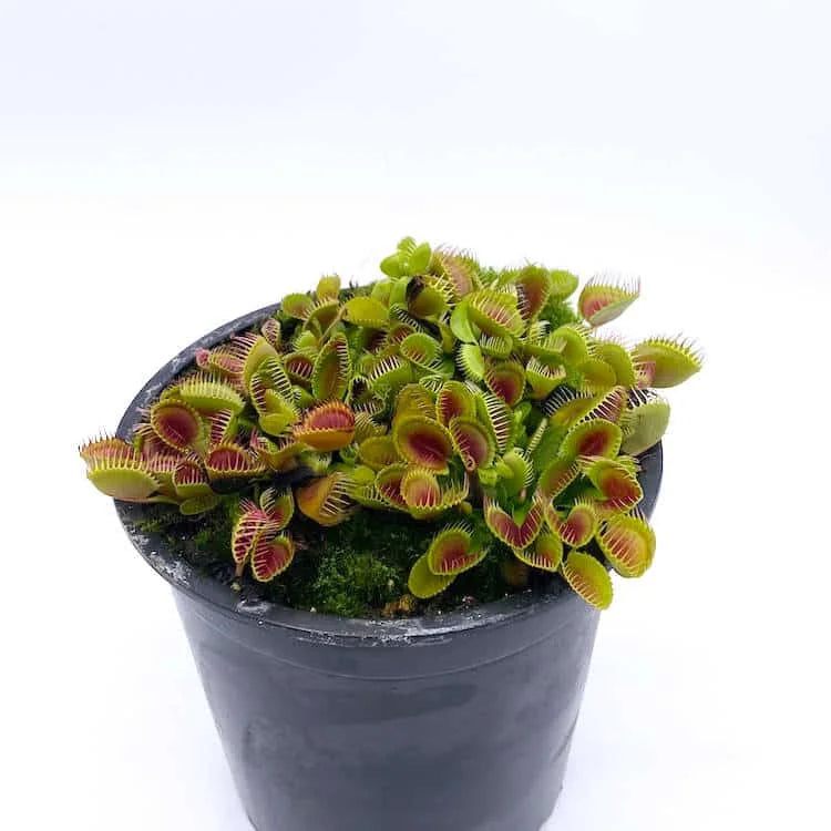 Dionaea muscipula „CK Cup Trap New Clone“ 大森食虫植物農園