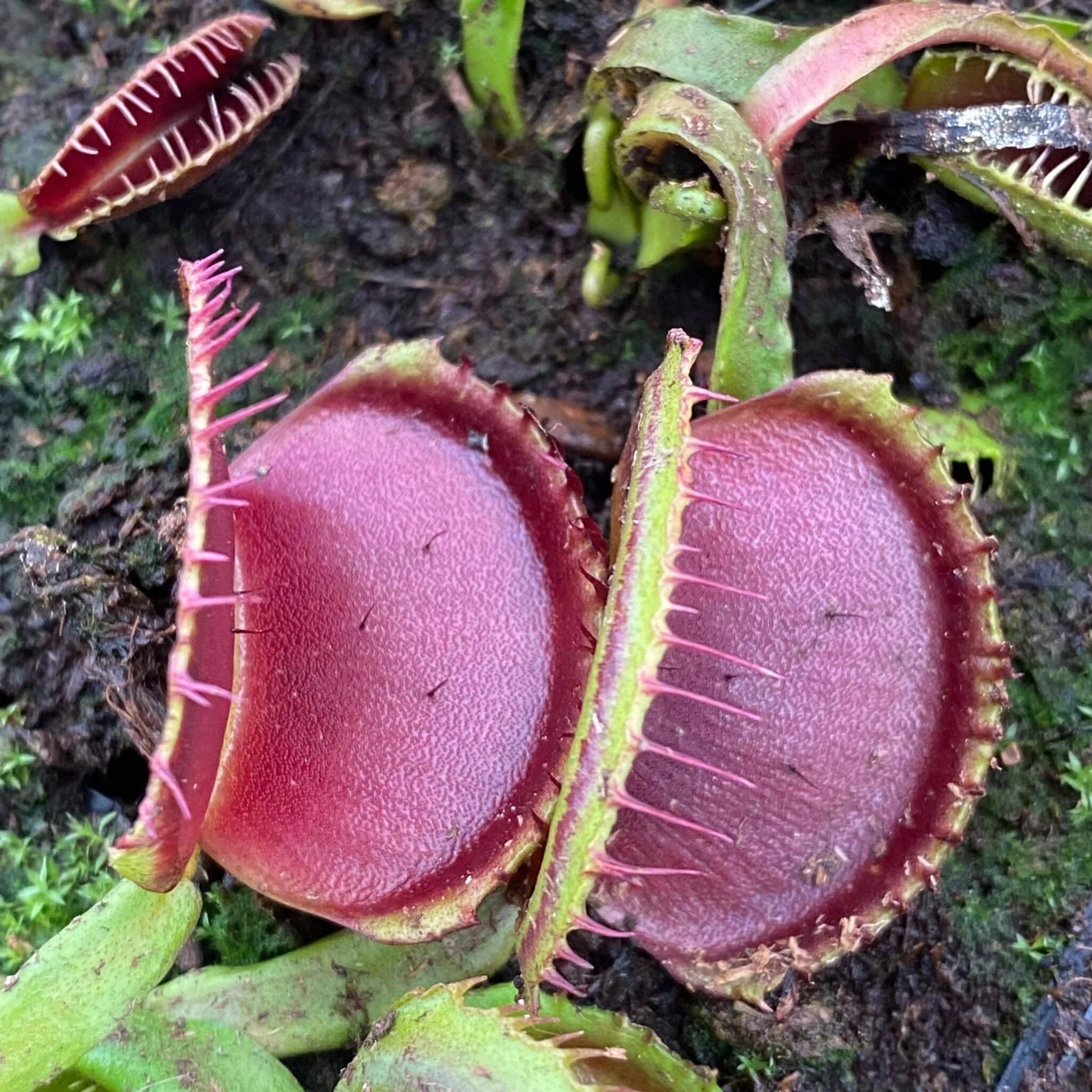 Dionaea muscipula „CK Desdemona“ 大森食虫植物農園