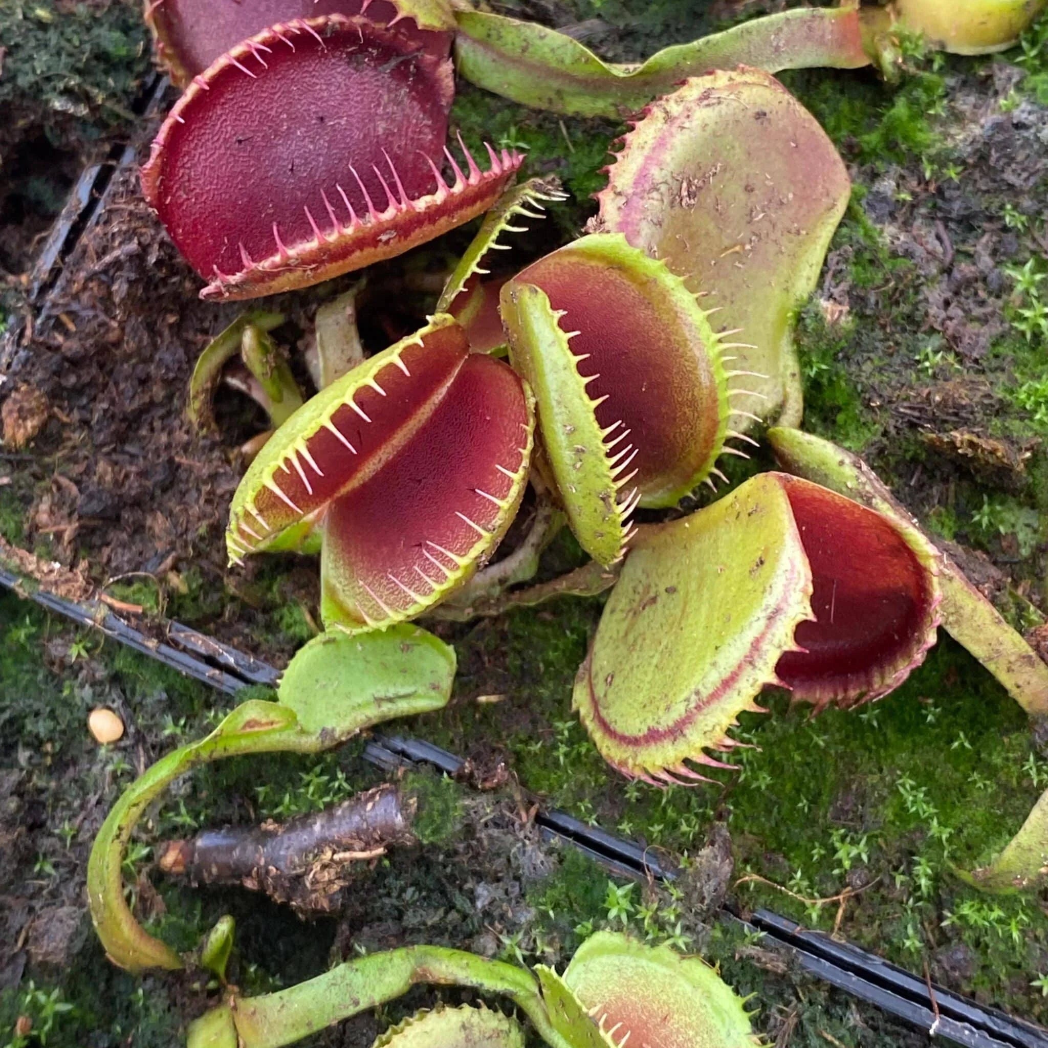 Dionaea muscipula „CK Desdemona“ 大森食虫植物農園