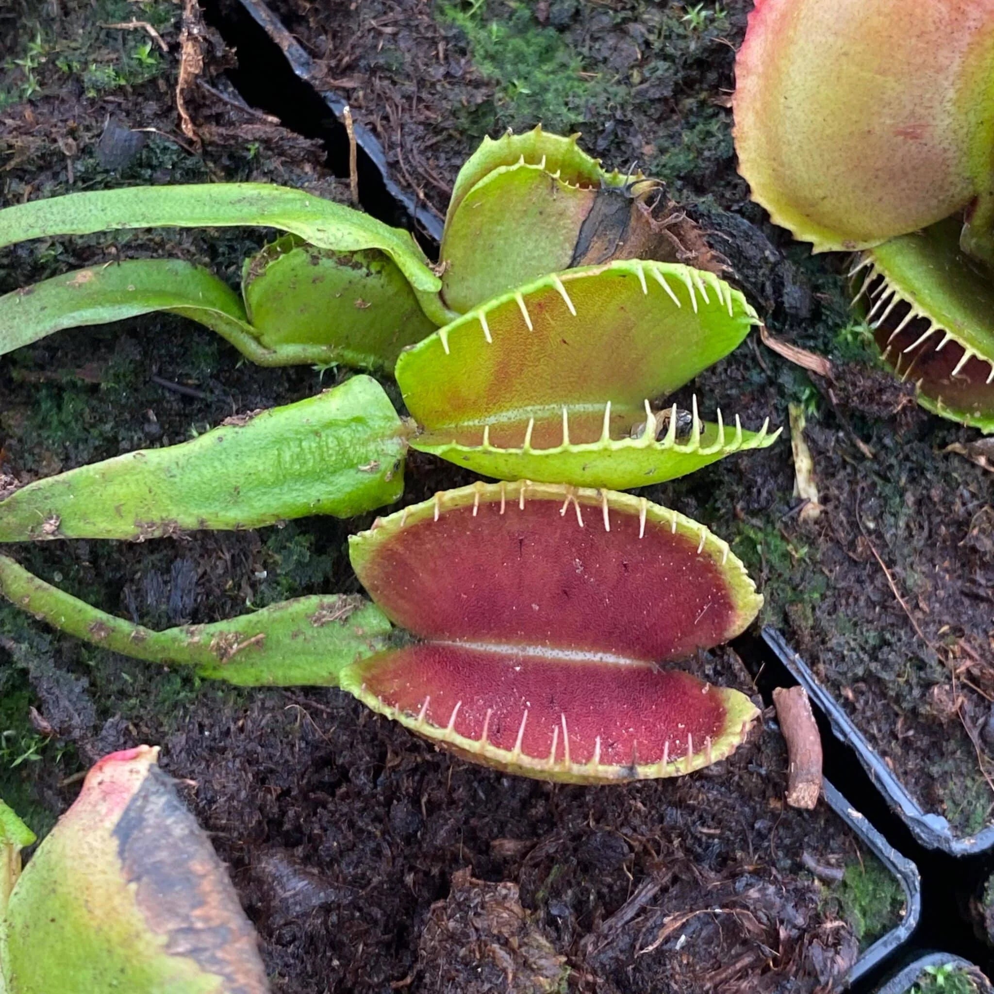 Dionaea muscipula „CK Desdemona“ 大森食虫植物農園