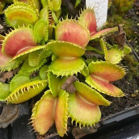 Dionaea muscipula „CK Dobermann“ 大森食虫植物農園