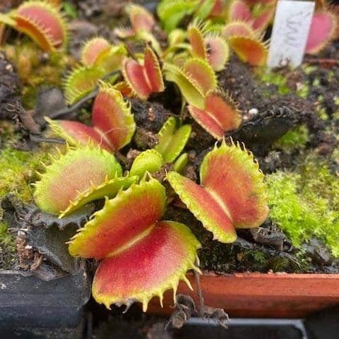 Dionaea muscipula „CK Dobermann“ 大森食虫植物農園