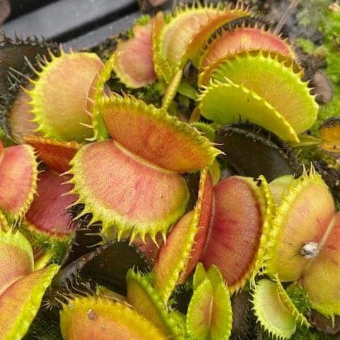 Dionaea muscipula „CK Dobermann“ 大森食虫植物農園
