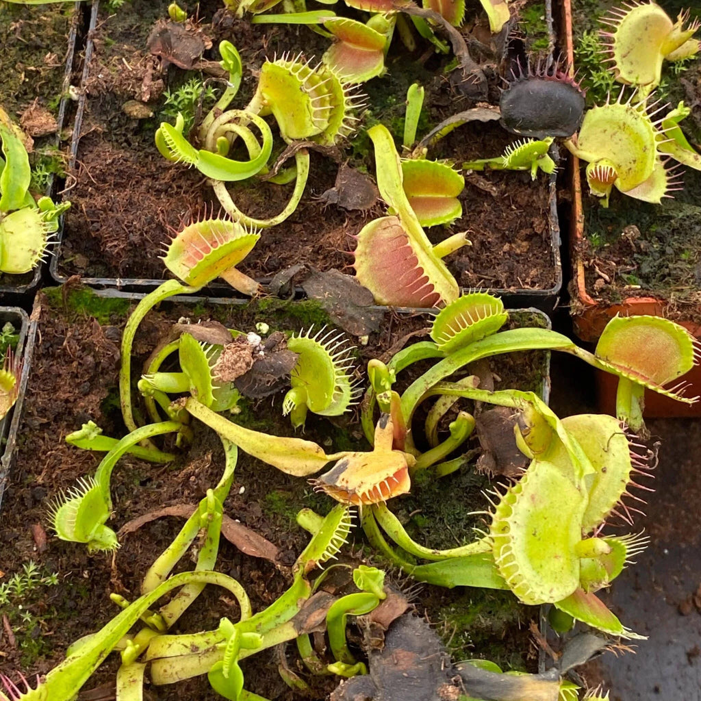 Dionaea muscipula „CK Double Cerberus“ 大森食虫植物農園