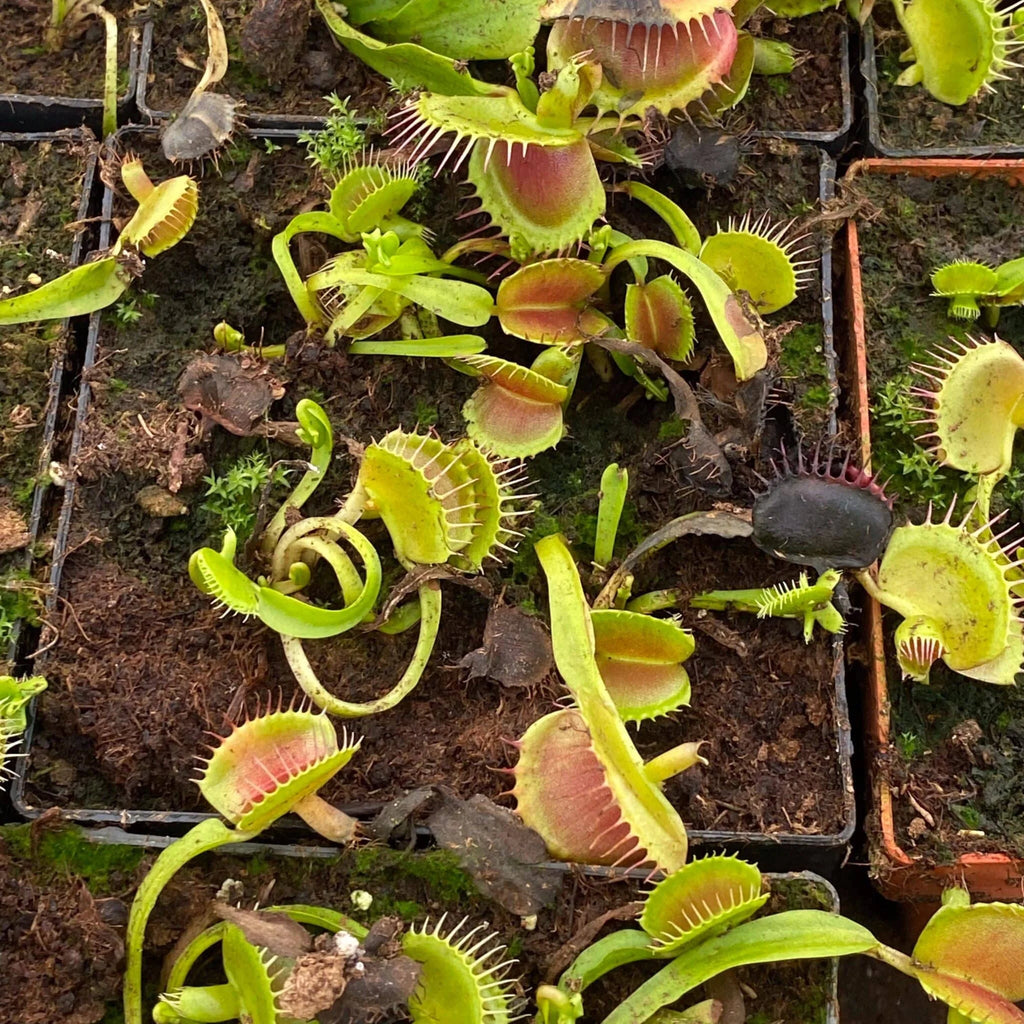 Dionaea muscipula “CK Double Cerberus“ 大森食虫植物農園