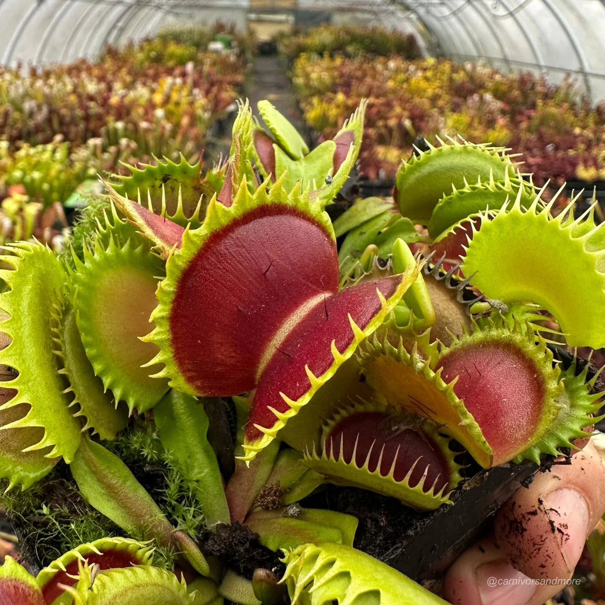 Dionaea muscipula „CK Dragonfang“ 大森食虫植物農園