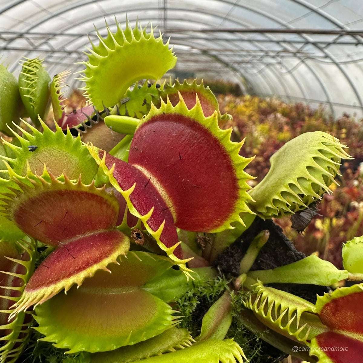 Dionaea muscipula „CK Dragonfang“ 大森食虫植物農園