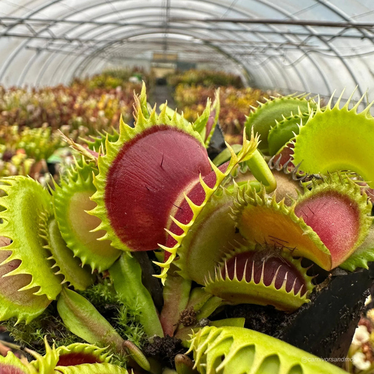 Dionaea muscipula „CK Dragonfang“ 大森食虫植物農園