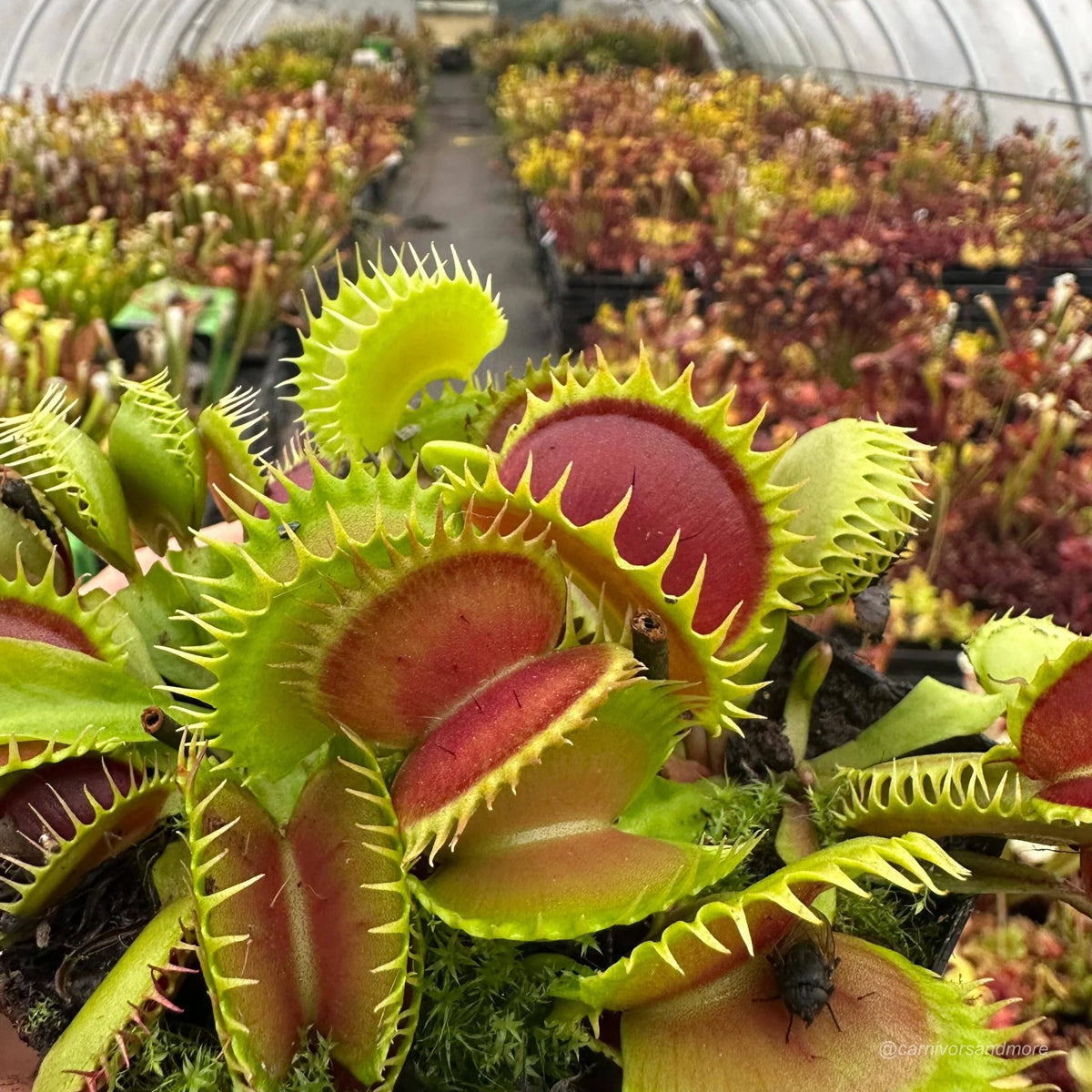 Dionaea muscipula „CK Dragonfang“ 大森食虫植物農園